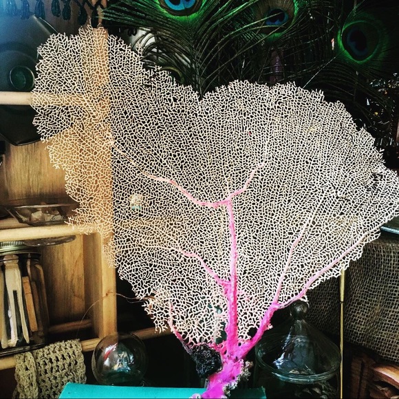 VINTAGE EXTINCT RED SEA FAN 2: $120 - Picture 3 of 6